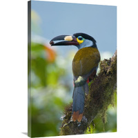 Plate-billed Mountain-Toucan feeding on fruit, Ecuador-Canvas Art-24"x36"