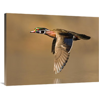 Wood Duck male flying, Lapeer State Game Area, Michigan-Canvas Art-40"x30"