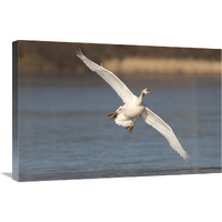 Mute Swan flying, Kensington Metropark, Milford, Michigan-Canvas Art-30"x20"