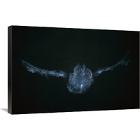 Eastern Screech Owl powder down imprint on glass, Michigan-Canvas Art-30"x20"