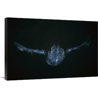 Eastern Screech Owl powder down imprint on glass, Michigan-Canvas Art-36"x24"
