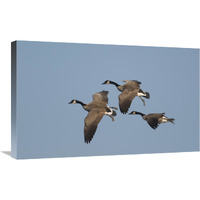 Canada Goose trio flying, Kellogg Bird Sanctuary, Michigan-Canvas Art-30"x18.6"