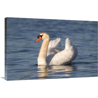 Mute Swan swimming, Kensington Metropark, Milford, Michigan-Canvas Art-36"x24"