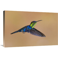 Violet-crowned Woodnymph hummingbird male flying, Costa Rica-Canvas Art-30"x20"