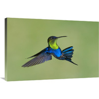Violet-crowned Woodnymph hummingbird male flying, Costa Rica-Canvas Art-36"x24"