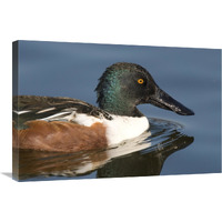 Northern Shoveler male swimming, Kellogg Bird Sanctuary, Michigan-Canvas Art-30"x20"