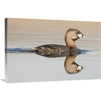 Pied-billed Grebe swimming, Island Lake Recreation Area, Michigan-Canvas Art-36"x24"