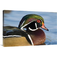 Wood Duck male in breeding plumage, North Chagrin Reservation, Ohio-Canvas Art-36"x24"