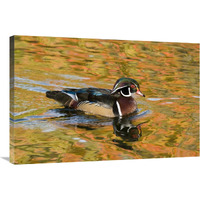 Wood Duck male in breeding plumage, North Chagrin Reservation, Ohio-Canvas Art-36"x24"