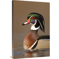 Wood Duck male in breeding plumage, Lapeer State Game Area, Michigan-Canvas Art-24"x36"