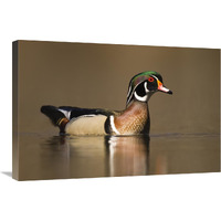 Wood Duck male in breeding plumage, Lapeer State Game Area, Michigan-Canvas Art-30"x20"