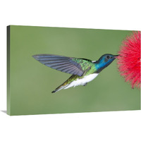 White-necked Jacobin hummingbird male feeding on flower nectar, Costa Rica-Canvas Art-36"x24"