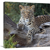 Leopard resting, Botswana-Canvas Art-24"x24"