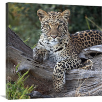 Leopard resting, Botswana-Canvas Art-30"x30"