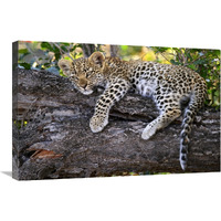 Leopard cub resting in tree, Botswana-Canvas Art-30"x20"