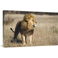 African Lion male, Khutse Game Reserve, Botswana-Canvas Art-36"x24"