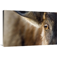 Blue Wildebeest eye, Khama Rhino Sanctuary, Botswana-Canvas Art-36"x24"