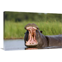Hippopotamus male displaying, Moremi Game Reserve, Okavango Delta, Botswana-Canvas Art-30"x20"
