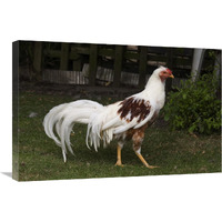 Domestic Chicken, Red Saddled Yokohama cock-Canvas Art-30"x20"