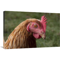 Domestic Chicken, freerange hen, close-up of head, England-Canvas Art-30"x20"