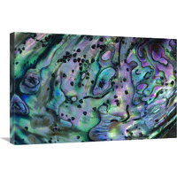 Rainbow Abalone, inside shell, New Zealand-Canvas Art-30"x20"