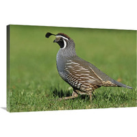 California Quail male, Christchurch, New Zealand-Canvas Art-36"x24"