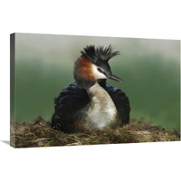 Great Crested Grebe on nest, Lake Alexandrina, New Zealand-Canvas Art-30"x20"