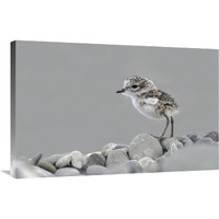 Double-banded Plover newly hatched chick, Lake Ellesmere, New Zealand-Canvas Art-36"x24"