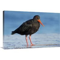Variable Oystercatcher, Opoutere Beach, Coromandel Peninsula, New Zealand-Canvas Art-36"x24"