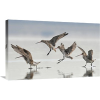 Bar-tailed Godwit group landing, Avon Heathcote Estuary, Christchurch, New Zealand-Canvas Art-30"x19.2"