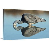 White-faced Heron striking at prey, Avon Heathcote Estuary, Christchurch, New Zealand-Canvas Art-30"x20"