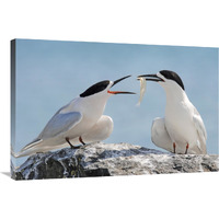 White-fronted Tern, Avon Heathcote Estuary, Christchurch, New Zealand-Canvas Art-36"x24"