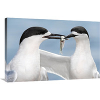 White-fronted Tern in courtship display, Avon Heathcote Estuary, Christchurch, New Zealand-Canvas Art-36"x24"