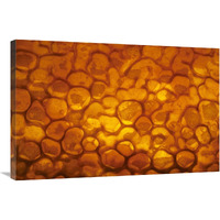 Honeycomb cells filled with honey and covered by wax, Bee Station at the Bavarian Julius-Maximilians-University of Wurzburg, Germany-Canvas Art-36"x24"