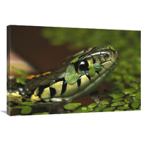 Common Garter Snake in water with duckweed, native to North America-Canvas Art-36"x24"