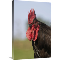 Domestic Chicken, close-up of cockerel head-Canvas Art-20"x30"