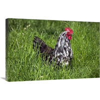 Domestic Chicken, Braekel, cockerel, standing in grass-Canvas Art-30"x20"