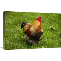Domestic Chicken, Partridge Brahma, cockerel, standing on grass-Canvas Art-30"x20"
