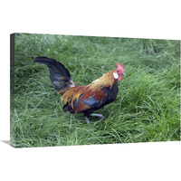 Domestic Chicken, Lavender Barbu D"anver, cockerel-Canvas Art-30"x20"