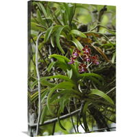 Orchid flowers, Nusa Tenggara, Indonesia-Canvas Art-24"x36"