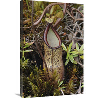 Pitcher Plant pitcher, Kelantan, Malaysia-Canvas Art-20"x30"