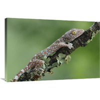 Tokay Gecko juvenile, Uthai Thani, Thailand-Canvas Art-36"x24"