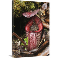 Burbidge"s Pitcher Plant pitcher, Sabah, Borneo, Malaysia-Canvas Art-20"x30"