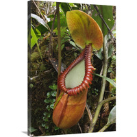 Pitcher Plant pitcher, Gunung Trus Madi, Sabah, Borneo, Malaysia-Canvas Art-24"x36"