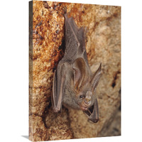 Lesser False Vampire Bat roosting in cave, Sekunyit, Bau, Malaysia-Canvas Art-20"x30"