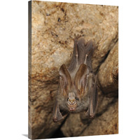 Lesser False Vampire Bat roosting in cave, Sekunyit, Bau, Malaysia-Canvas Art-24"x36"