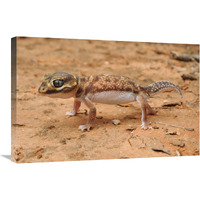 Knob-tailed Gecko in defensive posture, Western Australia, Australia-Canvas Art-30"x20"