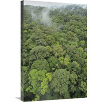 Canopy of lowland mixed dipterocarp forest, Lambir Hills National Park, Borneo, Malaysia-Canvas Art-20"x30"