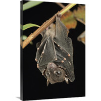 Spotted-winged Fruit Bat roosting, Bukit Sarang Conservation Area, Bintulu, Borneo, Malaysia-Canvas Art-24"x36"
