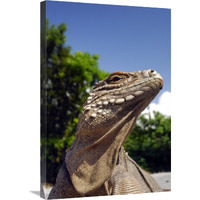 Green Iguana sunbathing-Canvas Art-20"x30"